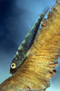 Goby at Jembalik, Tulamben, Bali by Tobias Reitmayr 